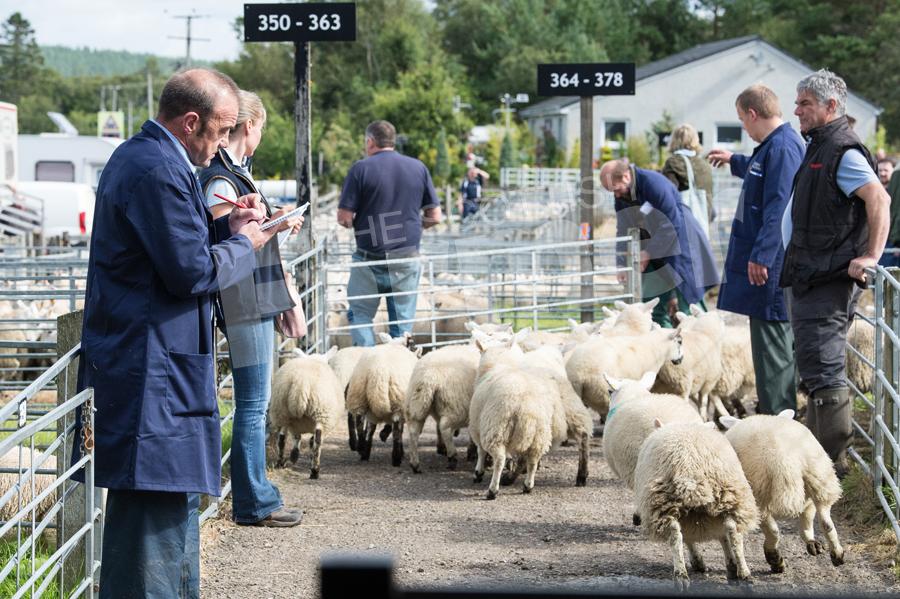 Getting the numbers right as sheep are counted after they are sold. Ref: RH15817528.
