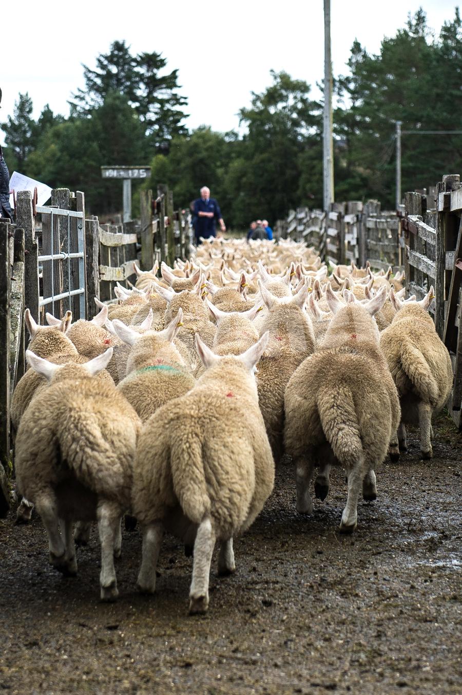 Some of the Badanloch consignment of lambs heading to their pens. Ref: RH15817503.