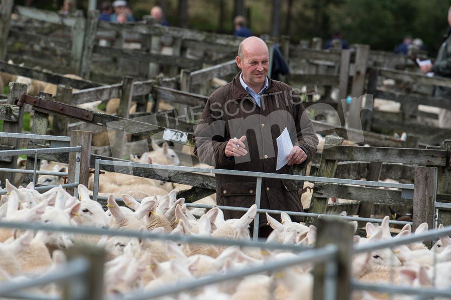 George Milne looking at pens of lambs before the sale at Lairg. Ref: RH15817507.