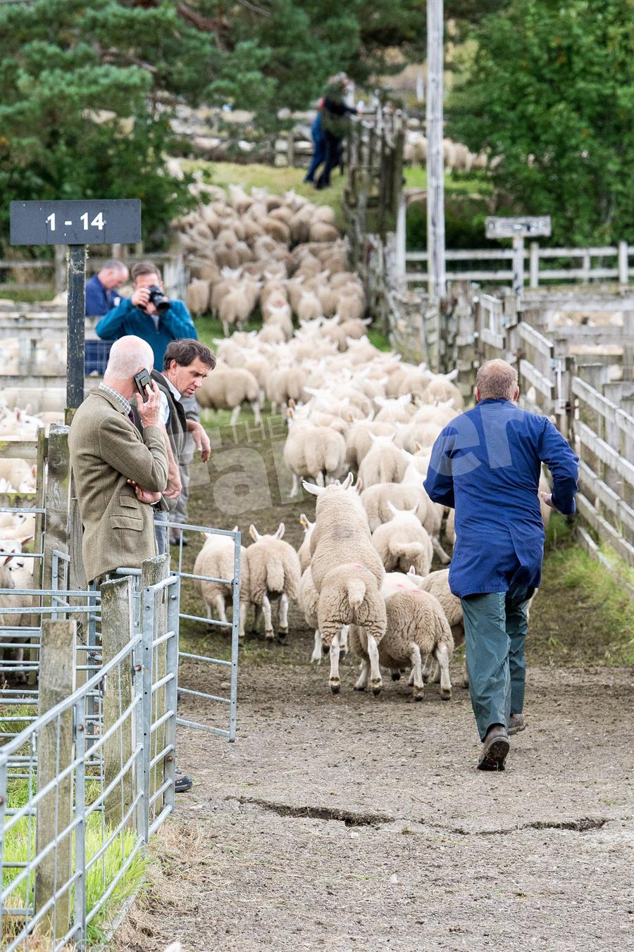 United Auctions staff busy penning back the sheep after they were sold. Ref: RH15817548.
