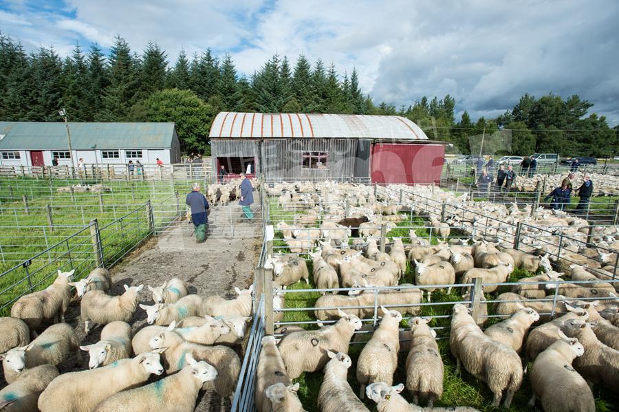Sheep on the way to the ring for the first Great Annual Sale of North Country Cheviot Wether and Ewe Lambs. Ref: RH15817508.