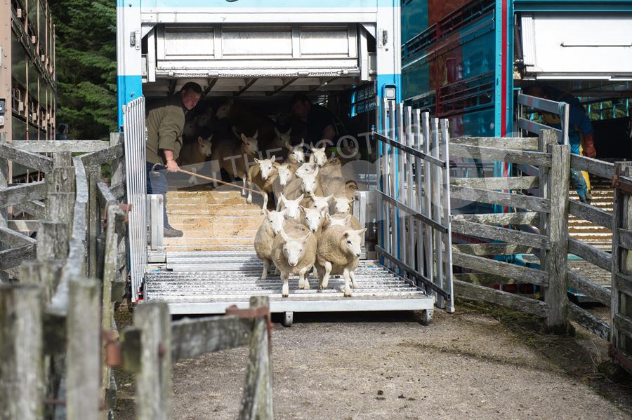 Badanloch consignment of lambs  arriving on the loading bank  at Lairg. Ref: RH15817501.
