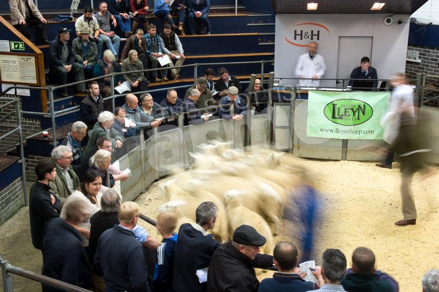 Was a busy day at Carlisle mart for the Lleyn sheep sale. Ref: RH2109170021.