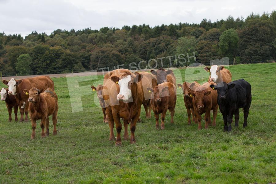 Field of old cows (9 or 10 year olds) with bull and heifer calves at foot. Ref: EC1809171959.