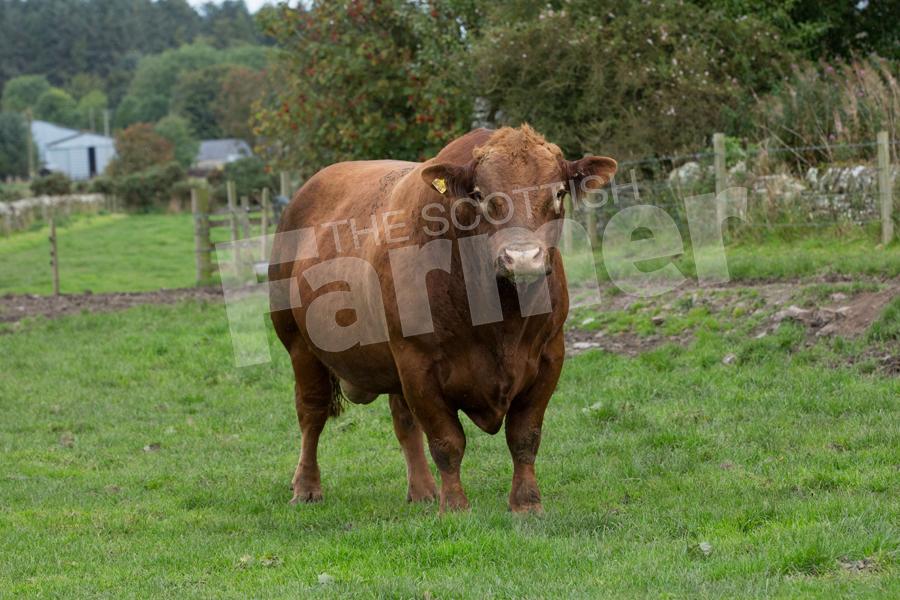 5 year old stock bull. Ref: EC1809171964.