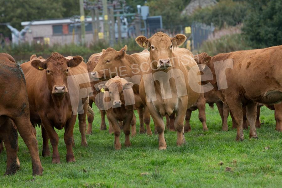 A field of cows and calves coming close to being classed as pure. Ref: EC1809171966.