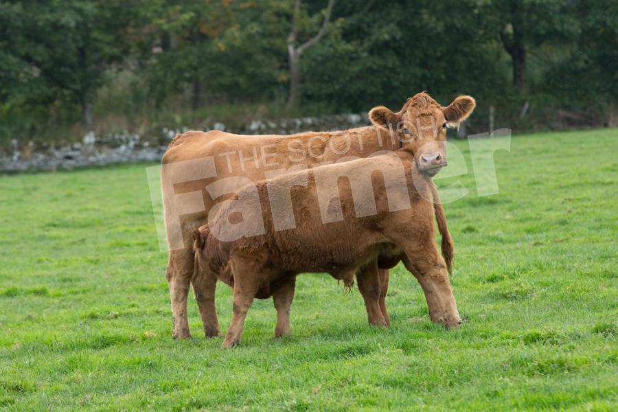 Cow and calf in the pure field. Ref: EC1809171968.
