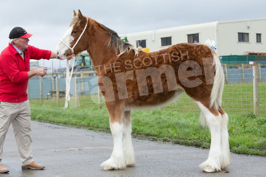 Kilmarnock Foal Show 2017