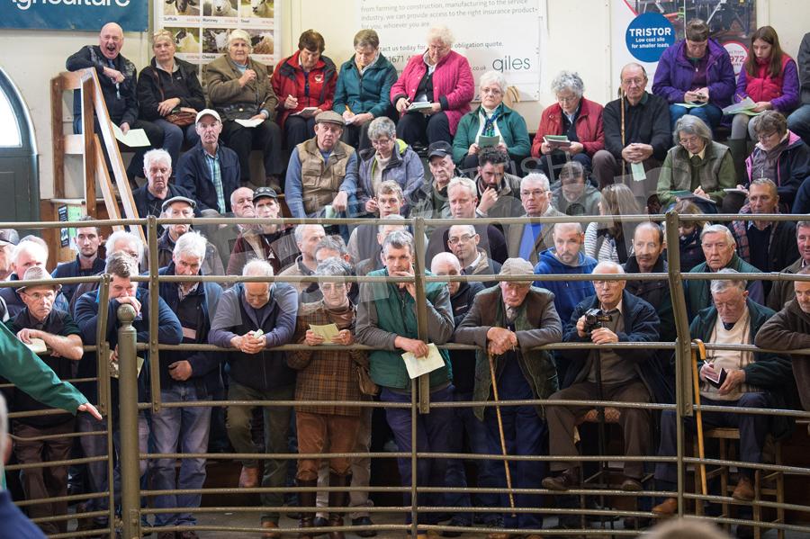 The ringside was packed of buyers and spectators at the annual sale of Black-faced rams at Newton Stewart. Ref: RH0510170060.