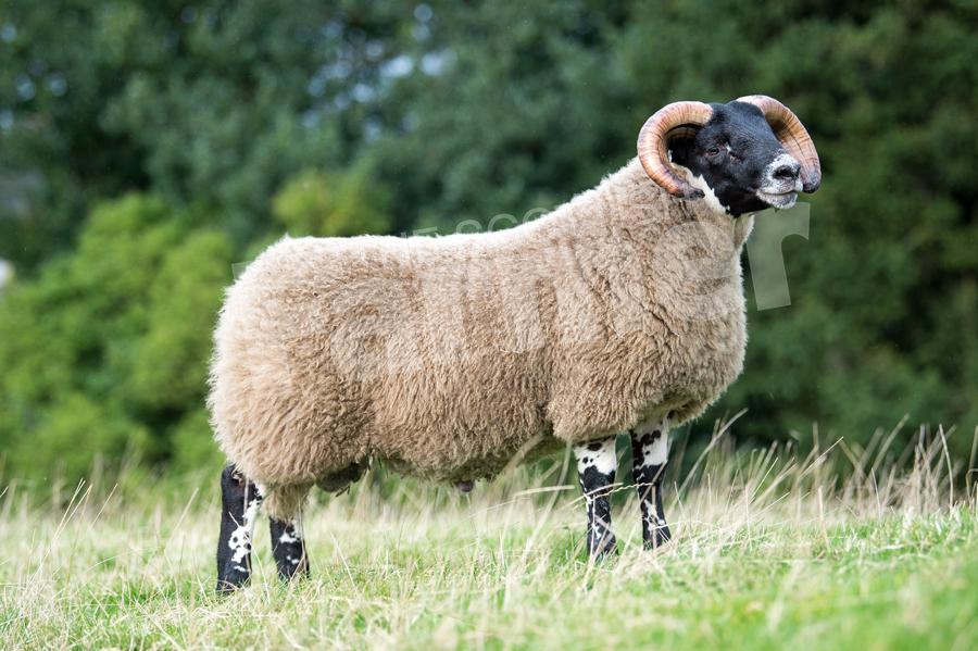 Craignell  lamb sold for £7000k. Ref: RH0510170067.