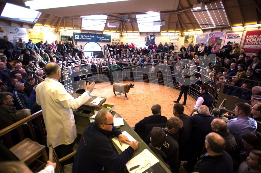 The ringside was packed of buyers and spectators as James Craig sells the shearling at e the annual sale of Black-faced rams at Newton Stewart.  Ref: RH0510170053.