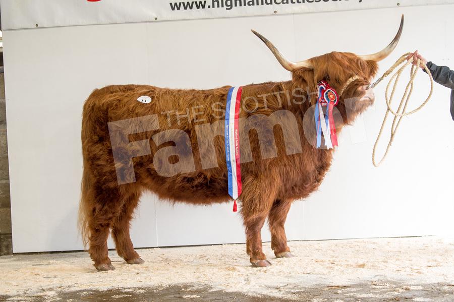 The overall champion was the three year old heifer Kirsty 11th of Craigowmill  from the Browns sold for 3600gns. Ref: RH0910170048.