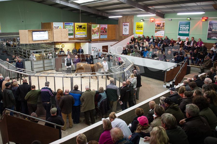 120th annual Autumn sale of  Highland cattle took place in Oban this week. Ref: RH0910170035.