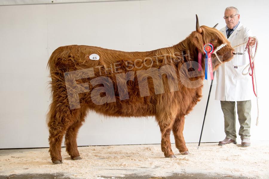 Champion yearling heifer Carlin 4th of Culfoich from the McConachies sold for 1200gns. Ref: RH0910170046.