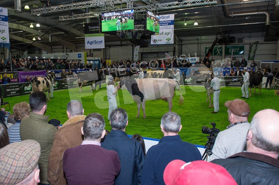 The ring was packed with visitors to Agriscot for the heifer judging. Ref: RH1511170173.