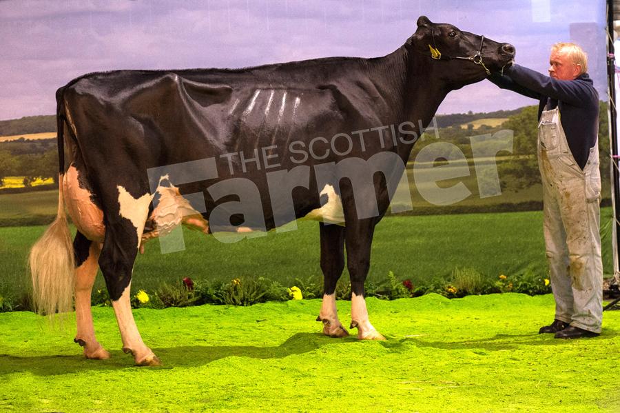 Super cow champion Icow Huddlesford Rosann  from Isaac Lancaster and Andy Cope. Ref: RH1511170218.