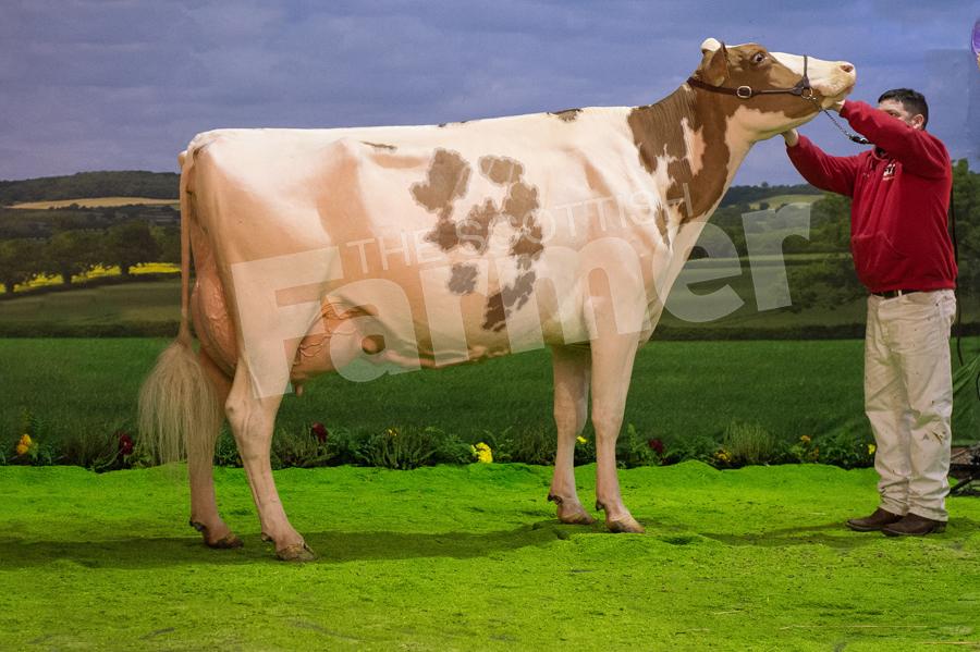 Red and White champion was Sterndale Alchemy Noel Red from WJ Nadin and Co. Ref: RH1511170220.