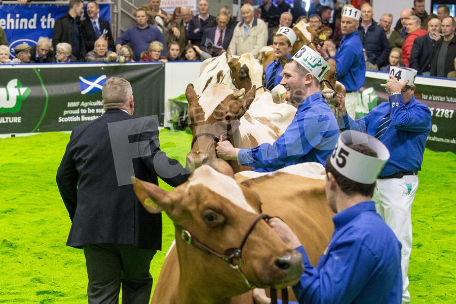 Stand in Judge John Cousar tapping out the Ayrshire champion which went to the Lawies senior cow.  Ref: RH1511170207.