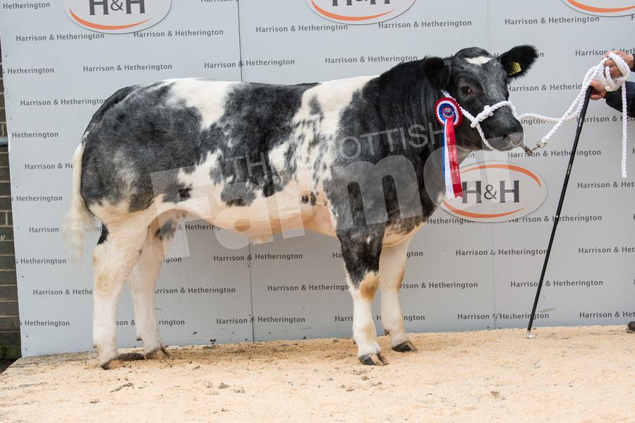 Homilton Lottie from Roly Carr stood champion in the British Blues.  Ref: RH0311170033.