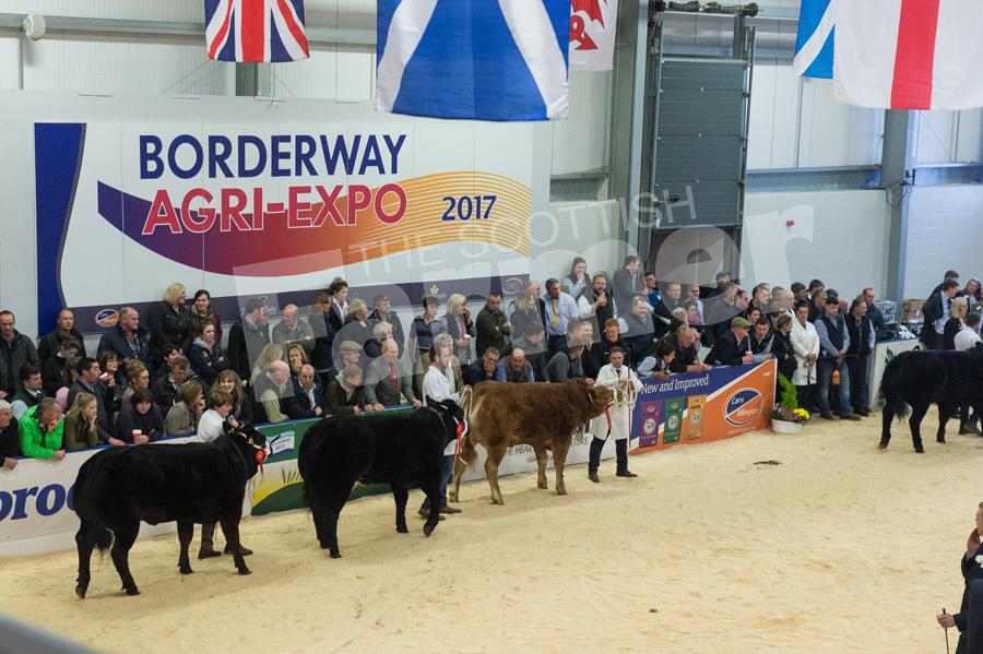 Final parade around the ring before the final line up for the heifer championship begins. Ref: RH0311170058.