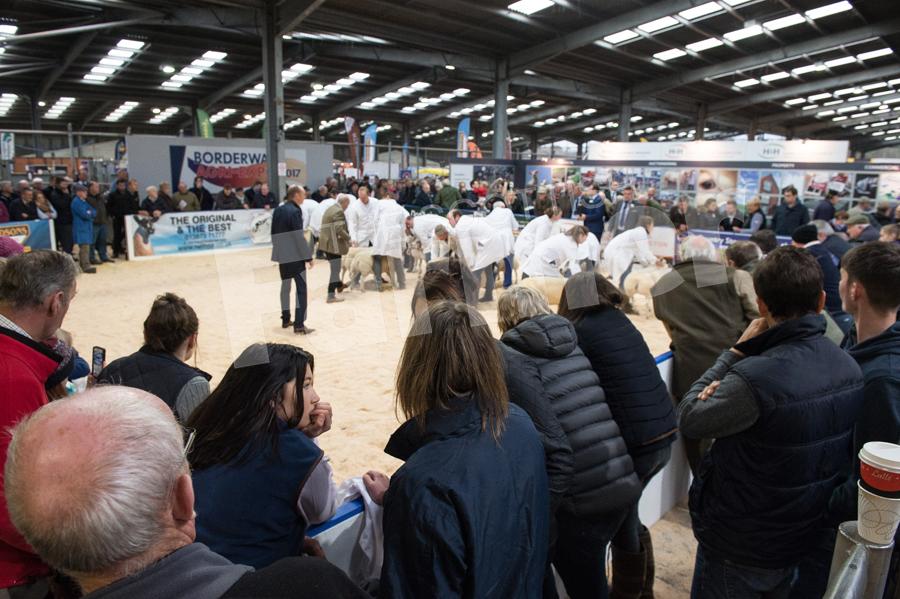 The sheep judging was a big draw for the crowds.  Ref: RH0311170038.