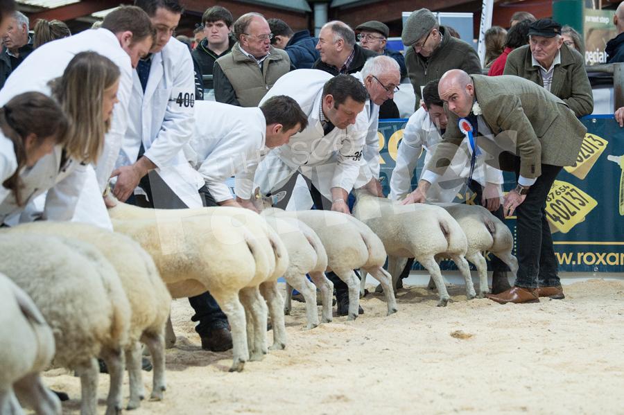 Sheep Judge Chris Wright, making his way through the continental classes.  Ref: RH0311170048