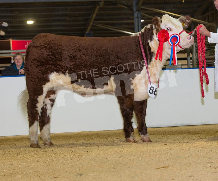 Hereford champion Normanton 1 Enoki 5th from the Liveseys. Ref: RH0311170371.
