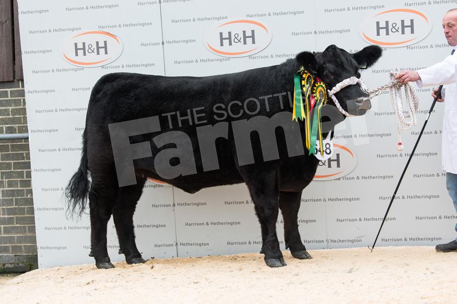 Stouphill Patsy took reserve Aberdeen Angus champion for the Allans. Ref: RH0311170056.
