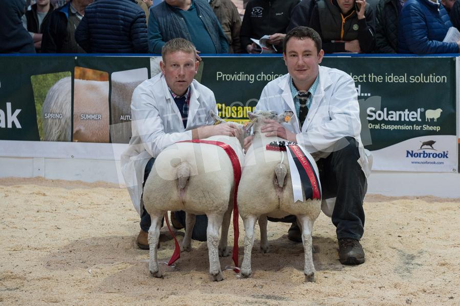 Overall sheep champion went to the the pair of Beltex lambs from R West. Ref: RH0311170049.