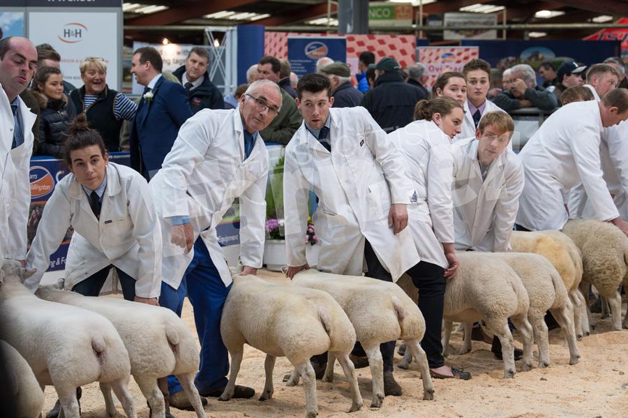 Waiting for some of the continental sheep classes to be judged.   Ref: RH0311170040.