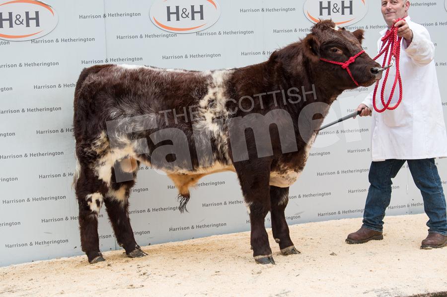 Reserve Shorthorn from S and G Hunt. Ref: RH0311170046.