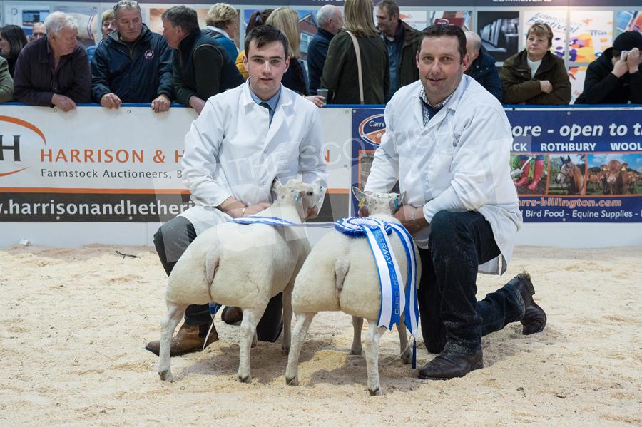 Reserve overall champion sheep went to the reserve continental champion from Robert Garth. Ref: RH0311170052.