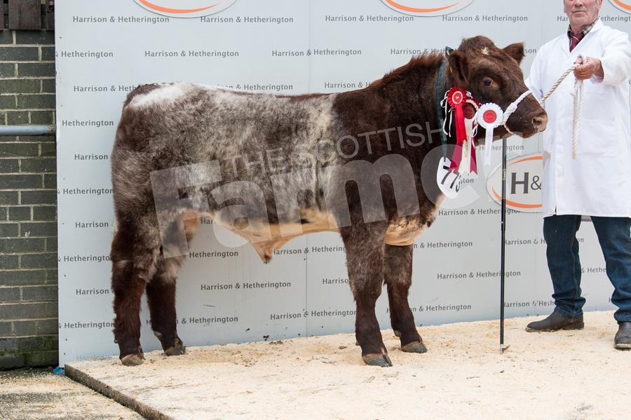 Shorthorn champion Shawhill Leroy from Thomson Roddick and Laurie. Ref: RH0311170045.