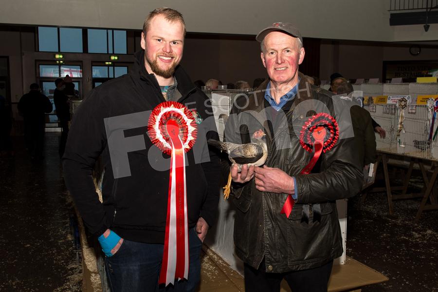 Father and son team, Austin and Robert Shaw from Northern Ireland, take the Scottish National Show supreme championship with their English Game  Pullet. Ref:RH200118082.