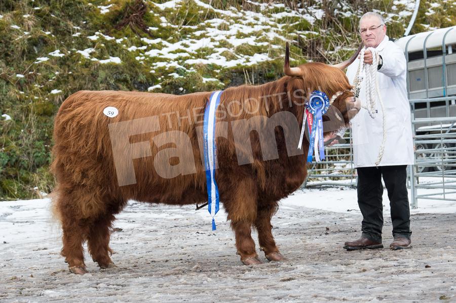 Jim and Catherine McKecknie sold Catriona 4th of Gartocharn for 3000gns. Ref: RH120218078.