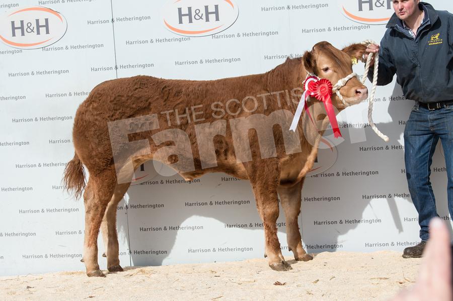 Steer champion from S Hardisty & Son sold for £2900. Ref:.RH210318162.