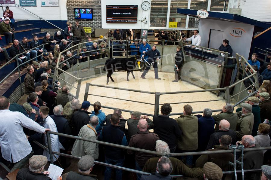 The Suckled Calf sale attracted lots of spectators and buyer to Carlisle where the trade topped at £8000. Ref: RH210318153.