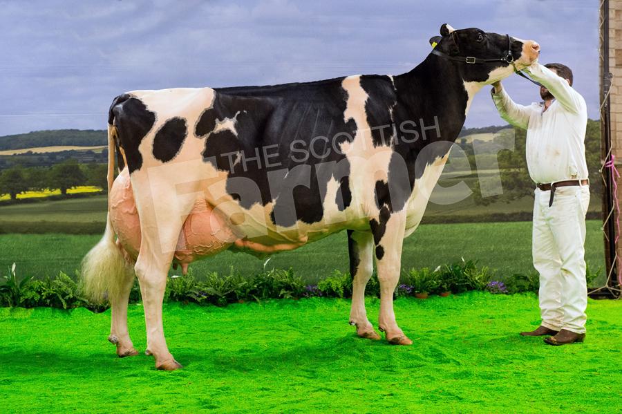 Holstein champion and overall supreme, Peak Goldwyn Rhapsody  from Yasmin Bradbury. Ref: RH100318159.