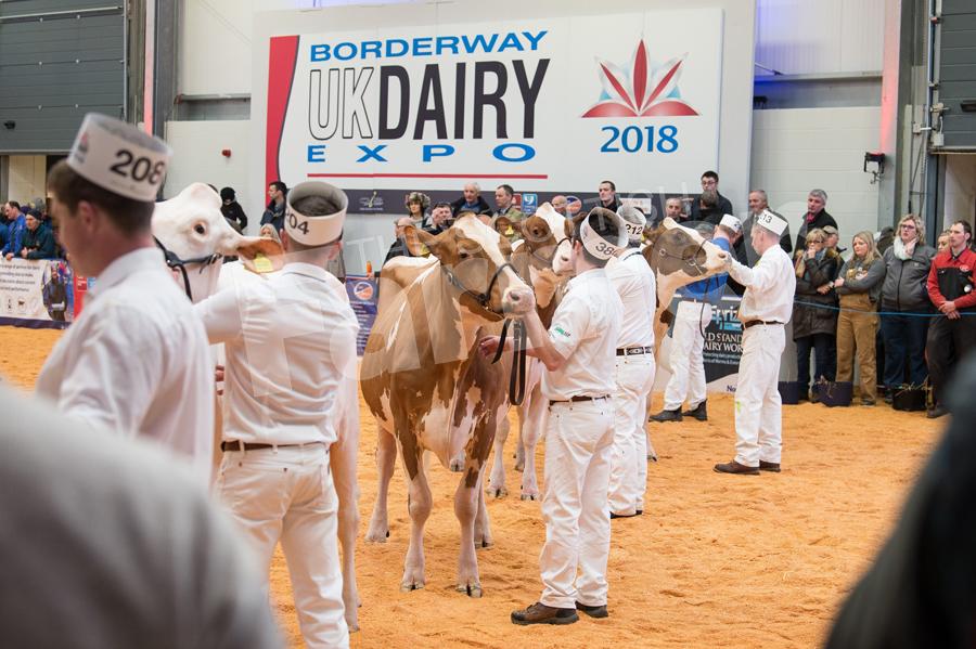 Busy red and white classes at Dairy Expo at Carlisle. Ref: RH100318126.