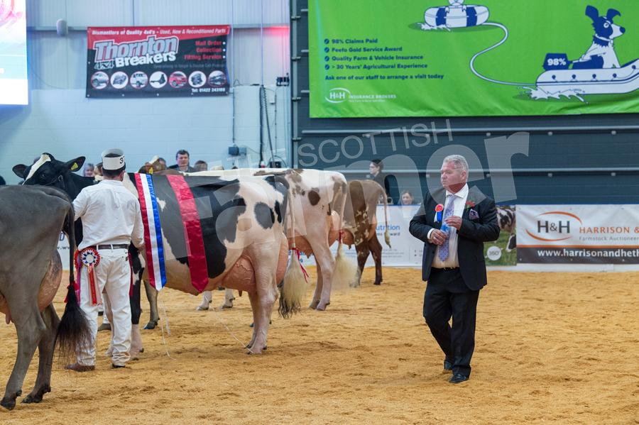 Selwyn Donald taking a  walk down the final line up of breed champion before him and the other judges make their final decision. Ref: RH100318149.