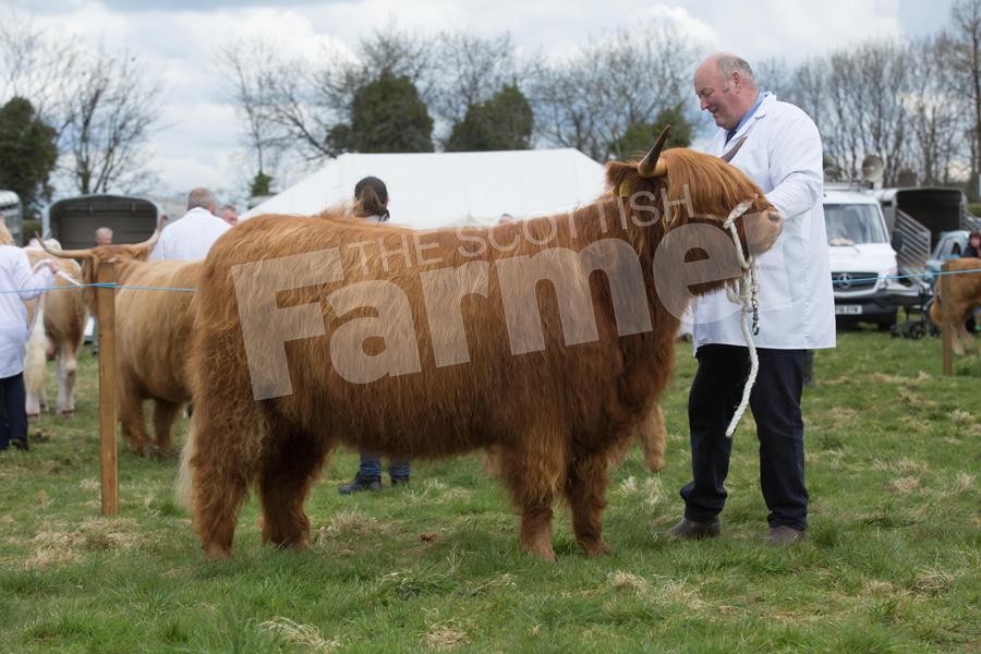 A Prentice, stood Highland champion with the two-year-old heifer, June 21 of Hyndford. Ref: EC2804182779.