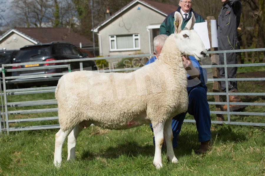 Border Leicester champion went to D Whyte's home bred ewe. Ref: EC2804182775.