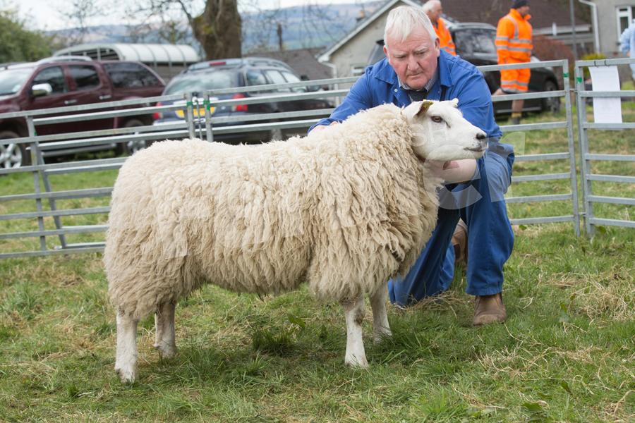 Champion Texel and inter-breed sheep went to D Whyte's home bred one crop ewe. Ref: EC2804182784.