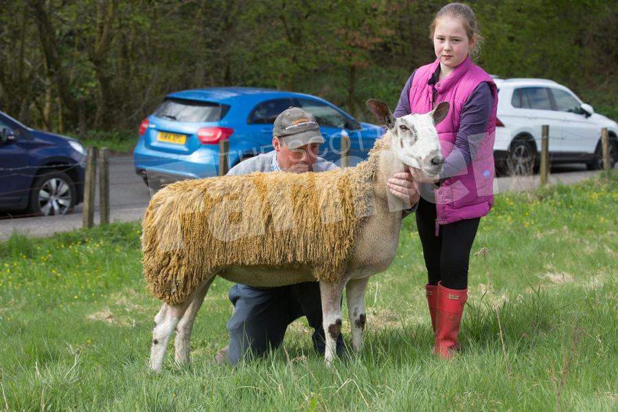 Blue Faced leicester champion went to Anna MacPherson (9) and her father Jamie, with their ewe hogg. Ref: EC2804182776.