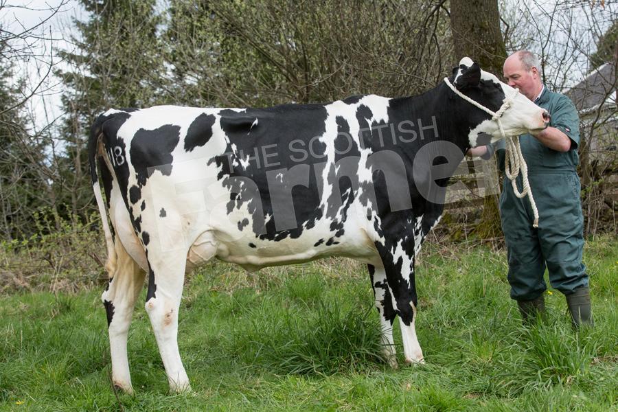 Champion Holstein was J and G McConnell's second calver. Ref: EC2804182780.