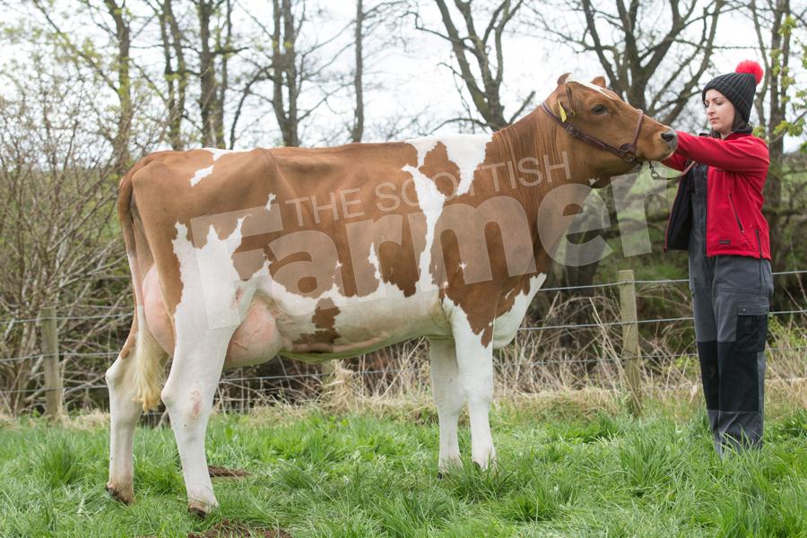 The second calver from Knowe stood Ayrshire champion. Ref: EC2504182774.