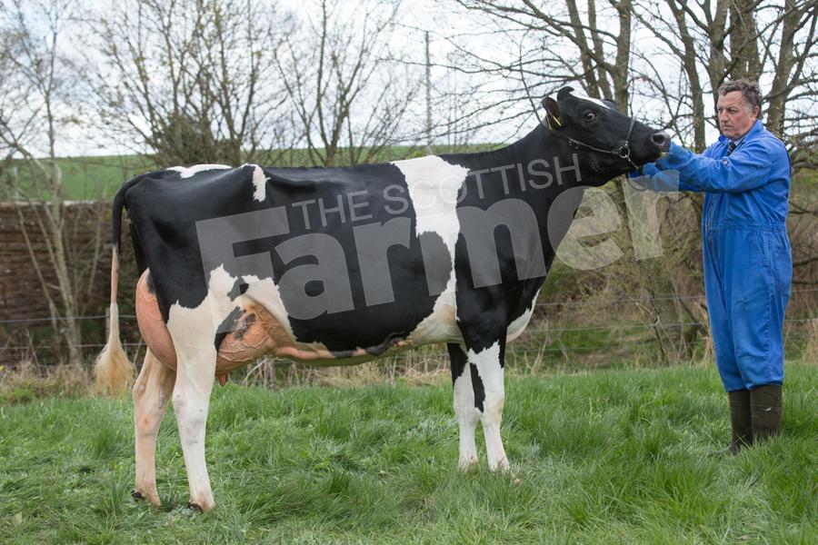 Overall champion, Inter-breed champion and champion Holstein went to Robert and Bruce Sloan. Ref: EC2504182772.