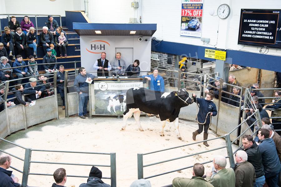 Carlisle Spring Dairy Bull Sale 2018