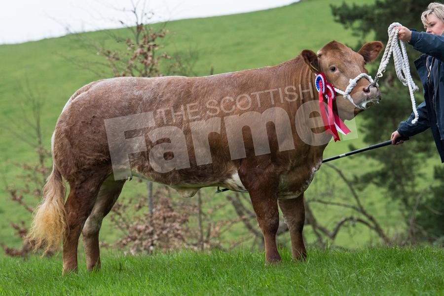 Commercial beef champion from Jean MacKay. Ref: RH050518102.