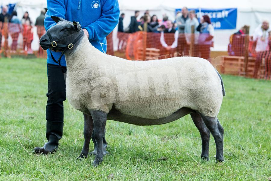 AOB and inter-breed sheep  champion was the Blue Du Maine from Laine Daff. Ref: RH050518098.